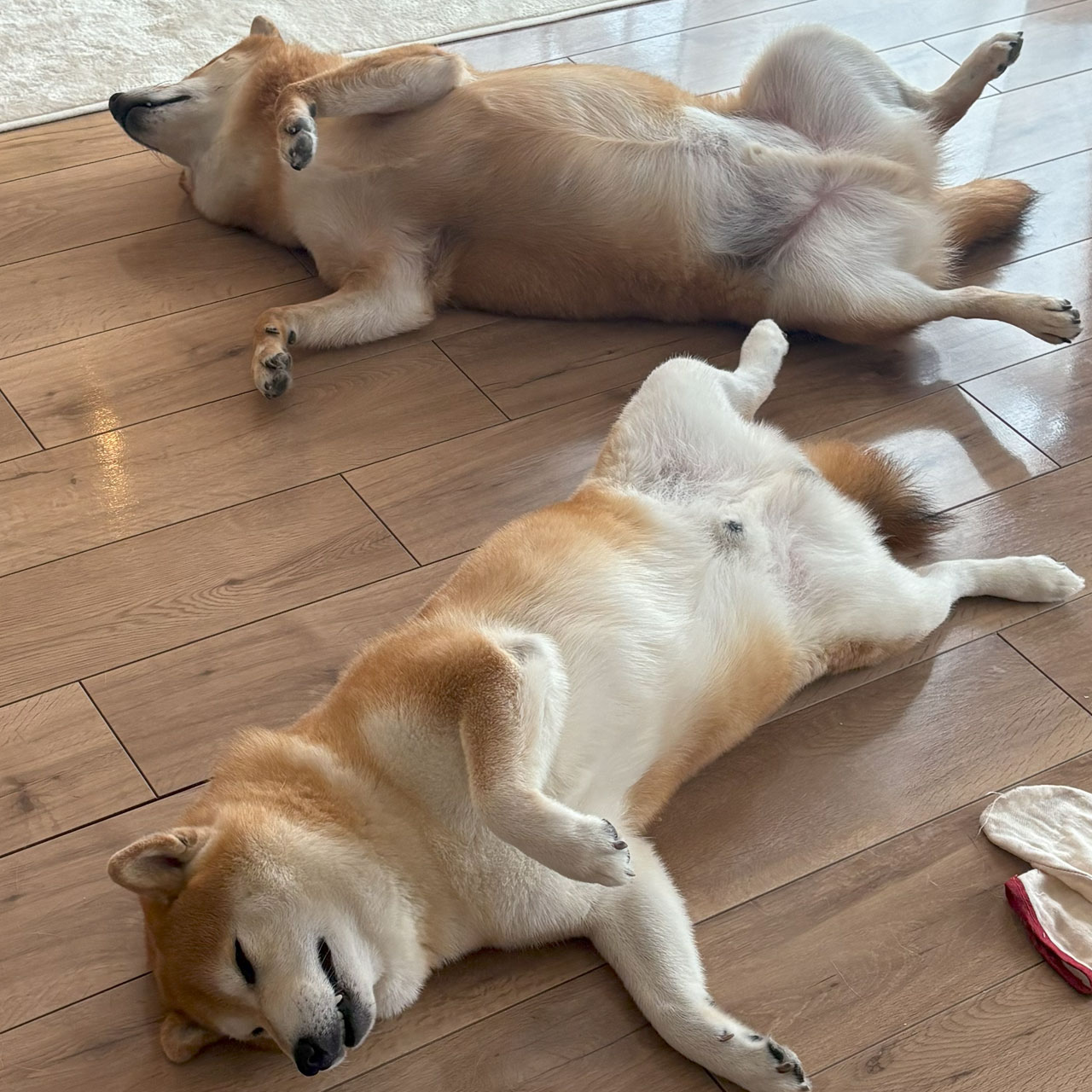 こたちゃんとふくちゃん