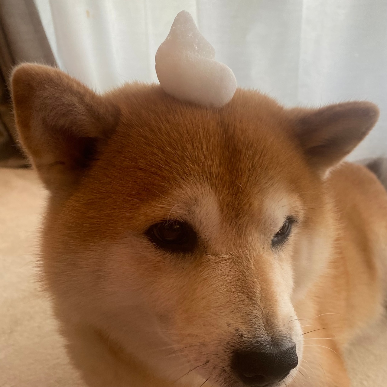 こたちゃんの泡帽子