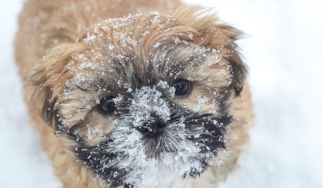 犬用石けんの小多福堂