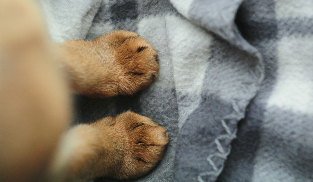 犬用石けんの小多福堂