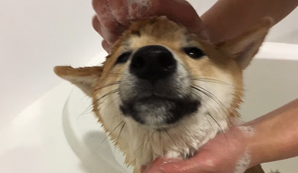 犬用石けんの小多福堂の看板犬こたつ。