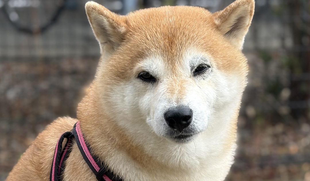 【犬の緑内障】早期受診が大切な理由と見極め方