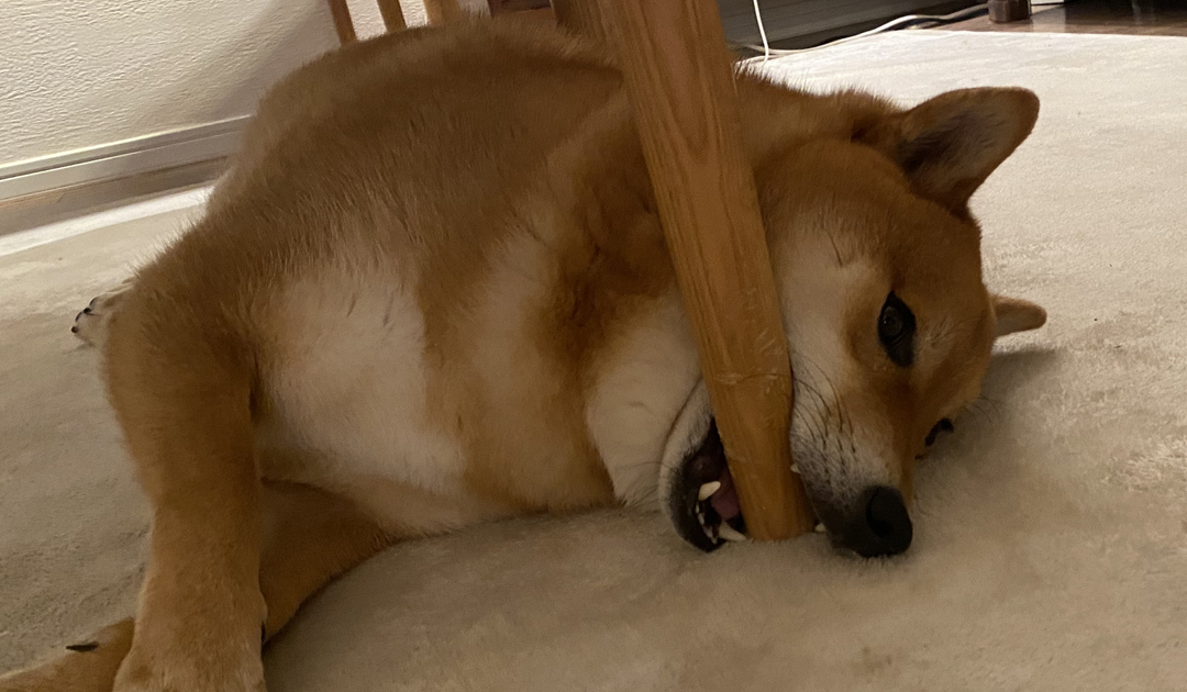 【犬の肥満】BCSから考えるカロリー設計