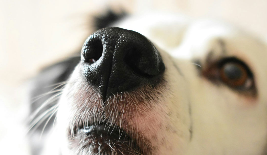 犬 ストレス 発散 方法