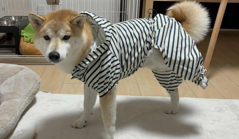 雨の日の犬の散歩後の足拭きケア