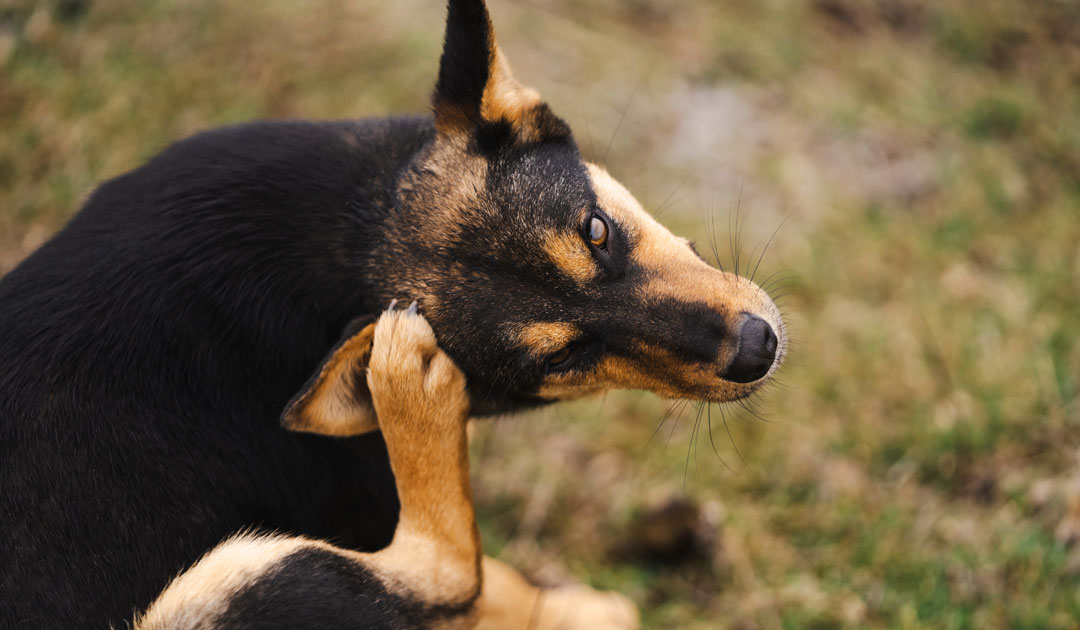 犬の皮膚と金属石鹸