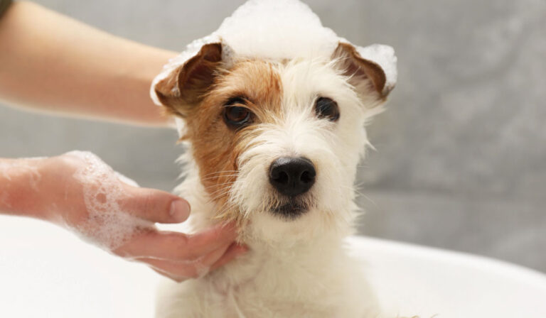 犬用石けんは本当に必要？犬の皮膚と洗浄の考え方