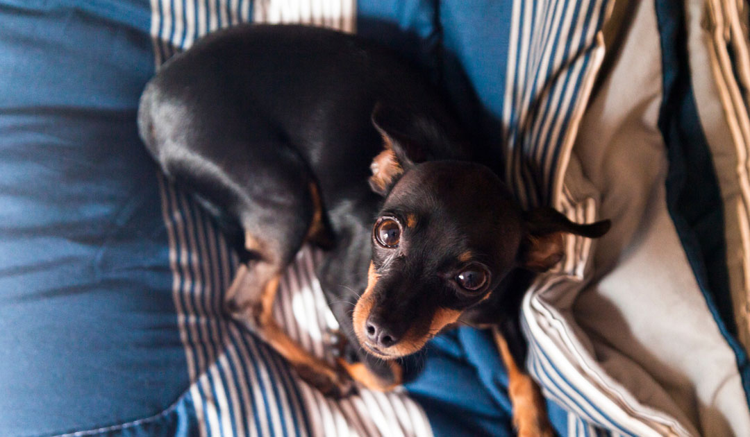 犬のお腹が鳴るのはなぜ？きゅるきゅる音の原因と受診の目安