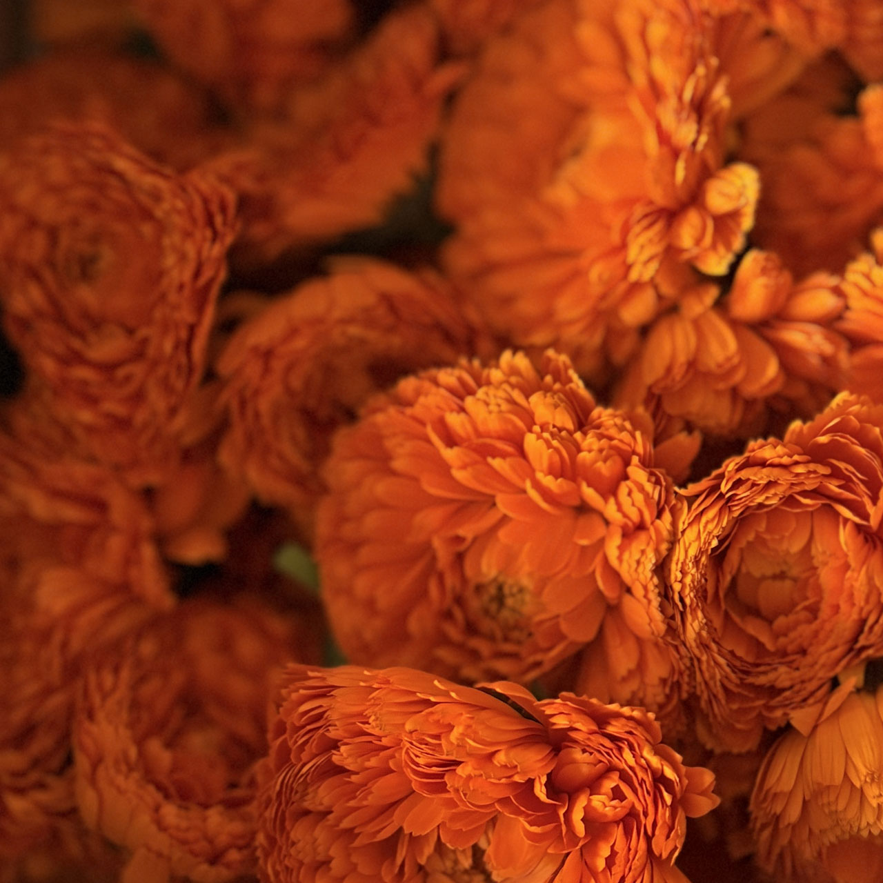 カレンデュラ（トウキンセンカ）の乾燥花苞