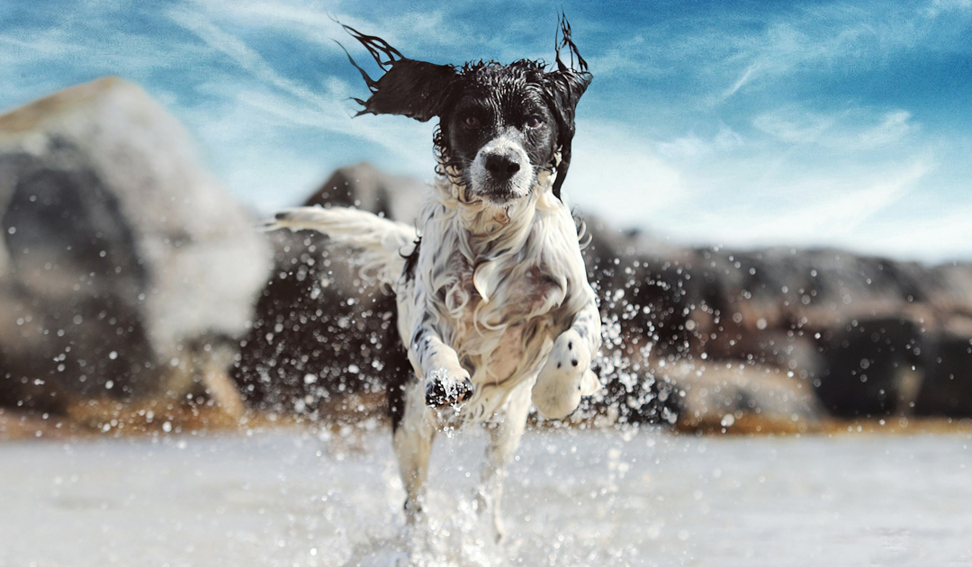 犬の紫外線対策