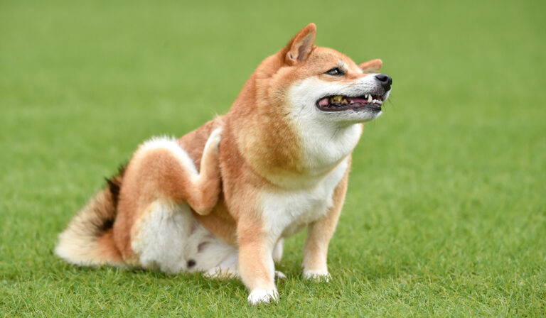 犬の膿皮症予防