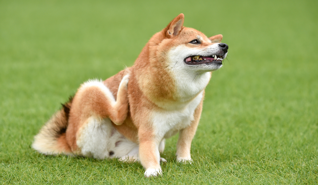 犬の膿皮症予防