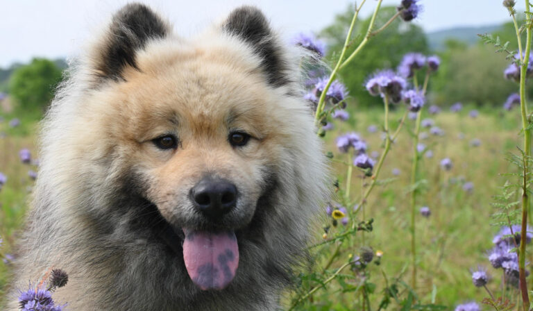 犬の皮膚トラブル｜春の草や花との関係