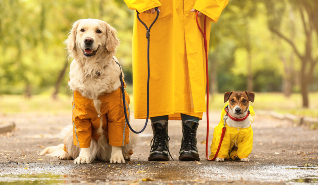 犬の梅雨対策