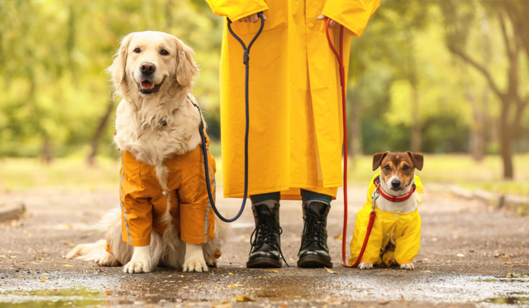 犬の梅雨対策