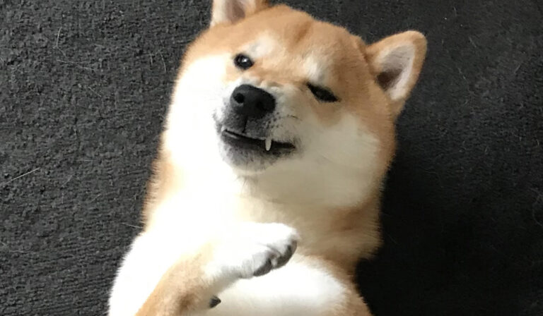 犬の爪切り