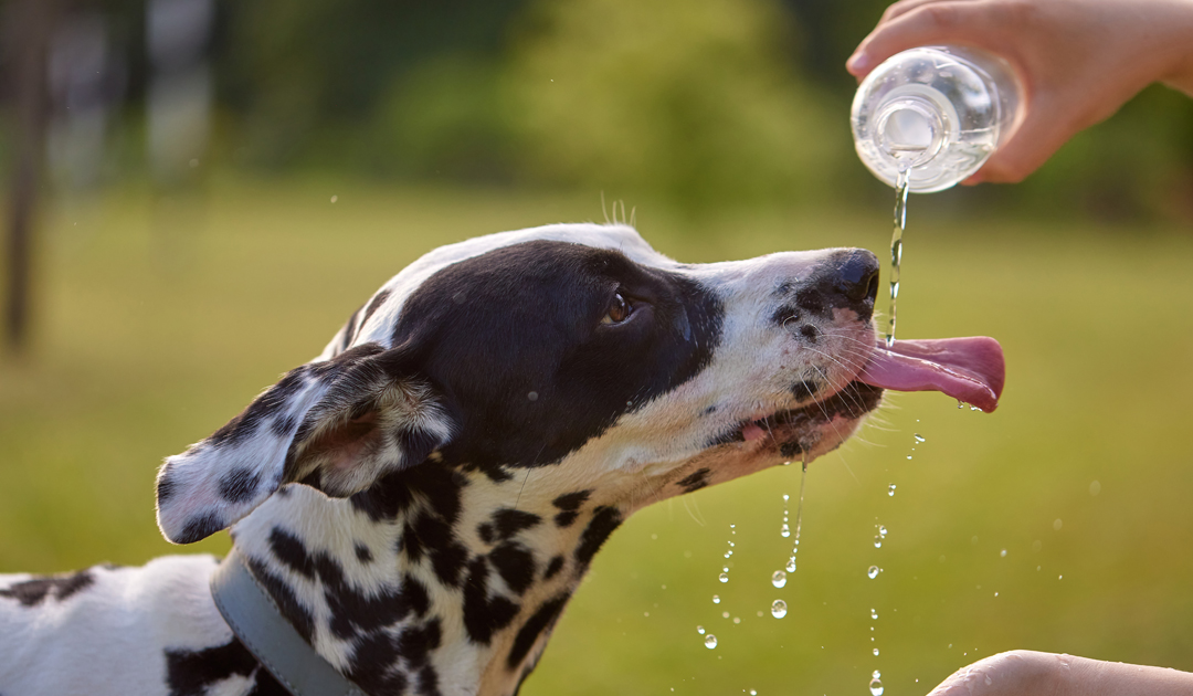 夏の犬の散歩