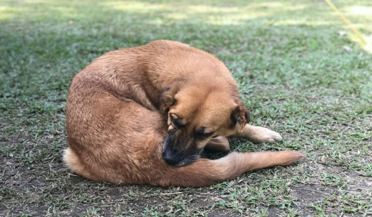 犬のかゆみ