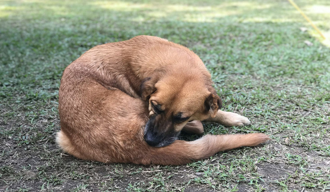 犬のかゆみ
